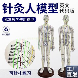 英文版穴位e模型软胶可扎针练习针灸人人体经络穴位中医全身模特