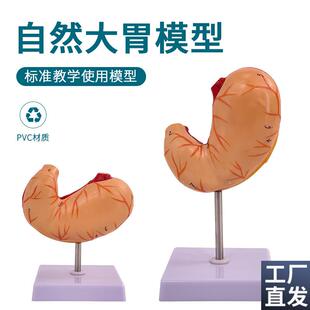 胃解剖结构模型自然大胃模型人体消化系P统器官医学解剖模型