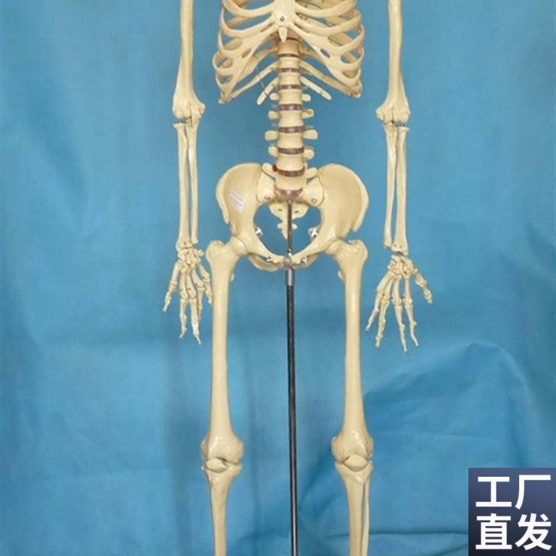 170cm人体m骨骼模型骷髅骨架结构医用教学讲解展示