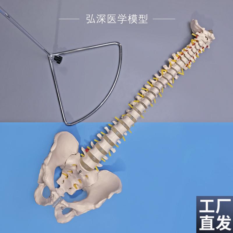 人体脊柱模型脊椎带尾骨盆颈胸腰椎间盘一比O一可弯曲中医正骨教