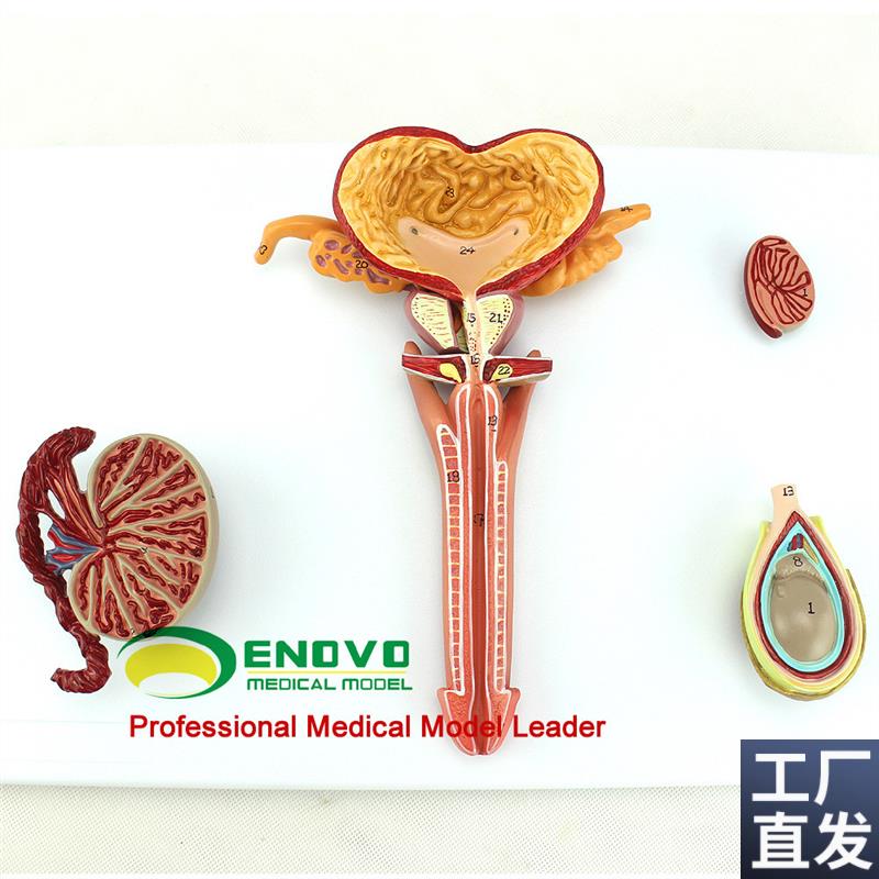 ENOVO正品医学人体男性生殖系统解剖模型男科泌尿W内科内外生殖器