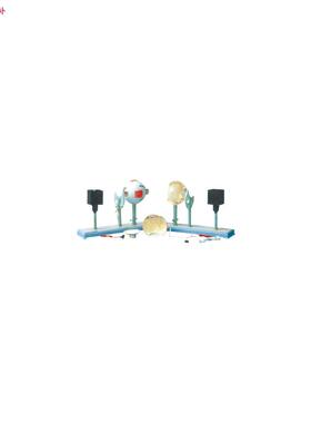 眼球仪A1710M8/解剖模型