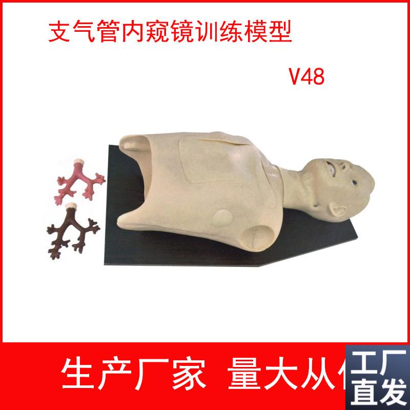 支气管内窥镜检查模型支气管镜训练模型T内窥镜训练模型