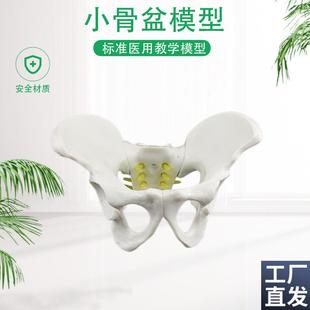 盆骨模型小型人k体骨盆模型分娩示范教学模型桌上礼品模型包邮