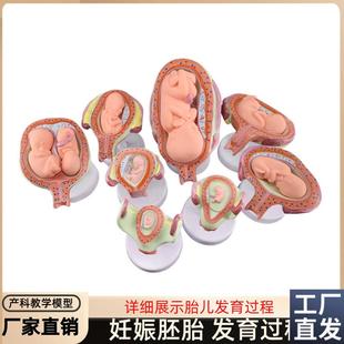 妊娠发育过程模型胚胎计划x生育模型胎儿发育过程模型子宫解剖