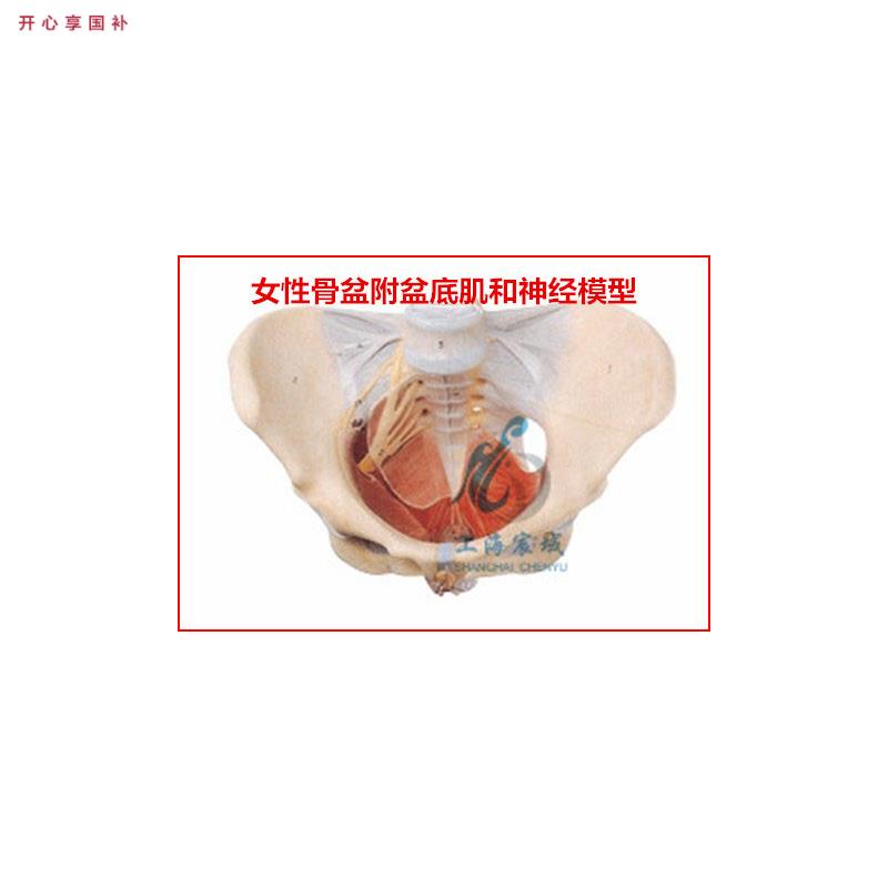 直销A15106女b性骨盆附盆底肌和神经模型共有50个部位指示标志 - 实物图