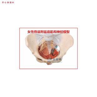 直销A15106女b性骨盆附盆底肌和神经模型共有50个部位指示标志
