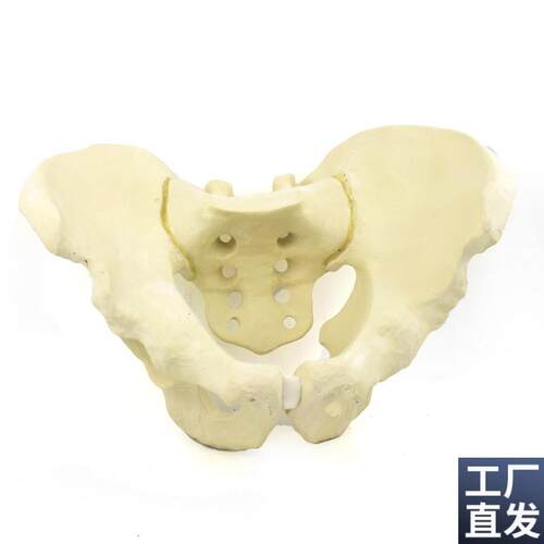 ENOVO颐诺仿真骨盆模型骨科手.术摸拟骨盆