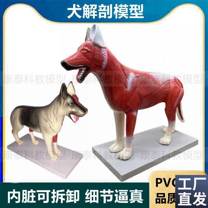 犬解剖模型仿真立体内脏可拆卸狗心脏肝脏肠动P物内脏兽医宠物医