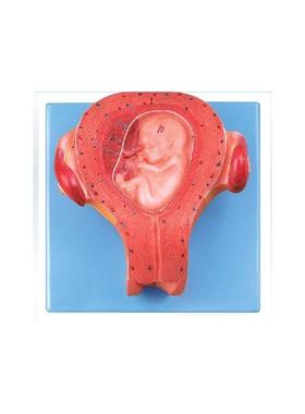 三个月胚胎模型A42005/3