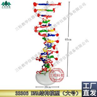 DNA结构b模型/大号J33306双螺旋60公分高中碱基对遗传基因生物教