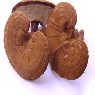 长白山赤芝 带孢子粉灵芝 林下种植半野生灵芝 30元500g 2斤包邮