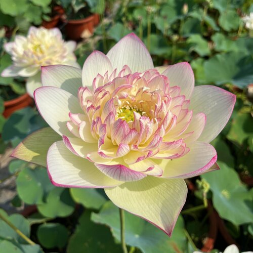 荷花碗莲阳台水培植物盆栽