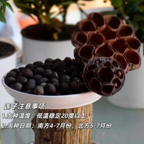 建国碗莲微型盆栽荷花绿植