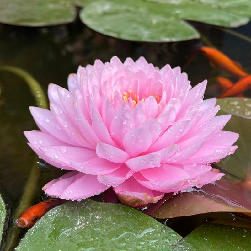 蓬蓬中型耐寒睡莲花卉阳台