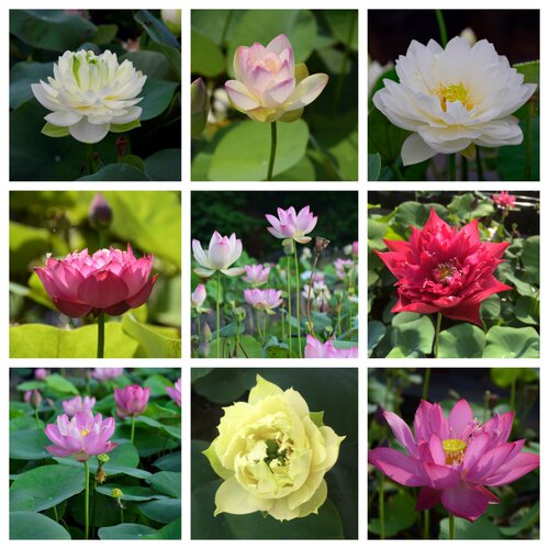 每日碗莲观赏荷花水培