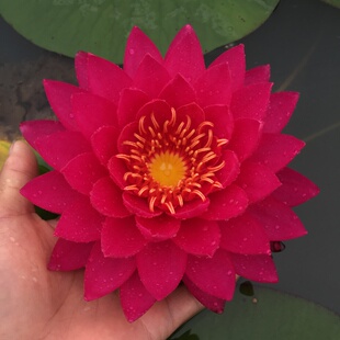 【暹罗小姐】 大花耐寒 睡莲盆栽套装根块花卉建国碗莲