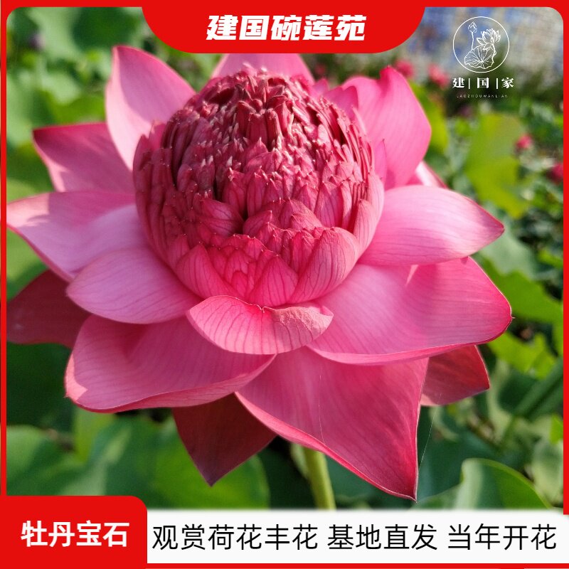 【牡丹宝石】大型观赏荷花种藕碗莲盆栽莲花培观赏植物建国碗莲苑