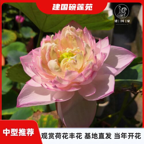 中型丰花碗莲阳台水培植物
