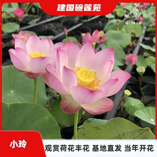 （小玲）引种周劲松碗莲建国碗莲苑小型碗莲