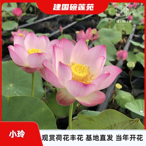 新品引种周劲松碗莲建国小型