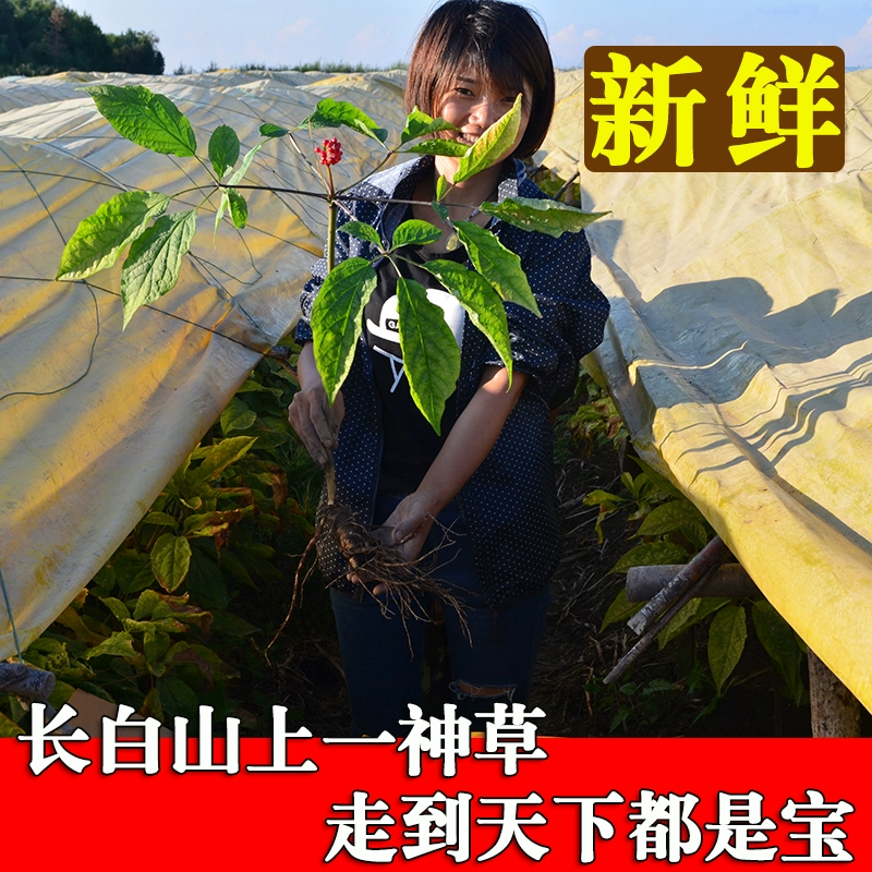 长白山新鲜人参带土鲜野山参6年根单支50g泡酒整支东北人参吉林人