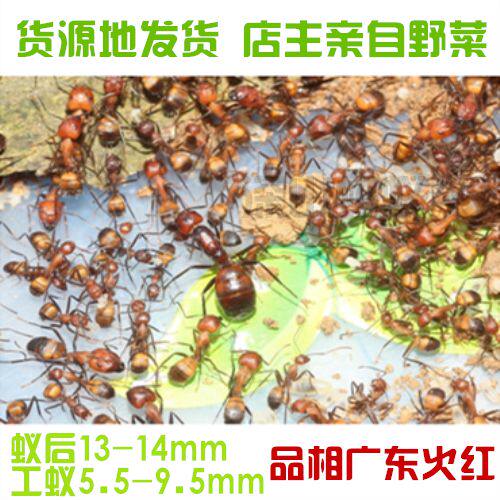 尼科巴弓背蚁2020年新后蚂蚁卵广东火红尼科巴工蚁幼儿园科普摄影|ruв категории животное/Животное питание и принадлежностей, рептилии/насекомых и принадлежностей, муравей - от Buy2taobao.com для оказания профессиональной услуги покупки агента Taobao