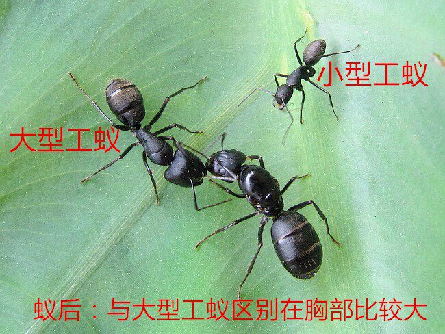 日本弓背蚁Camponotus japonicus 蚂蚁世界家园工坊生物实验科普|ruв категории животное/Животное питание и принадлежностей, рептилии/насекомых и принадлежностей, муравей - от Buy2taobao.com для оказания профессиональной услуги покупки агента Taobao