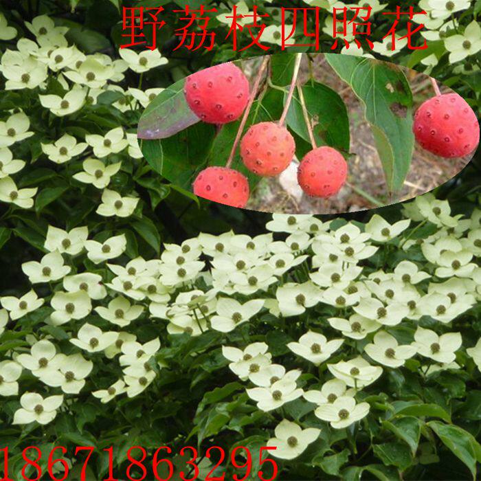 四照花树苗 山荔枝树 野生苗