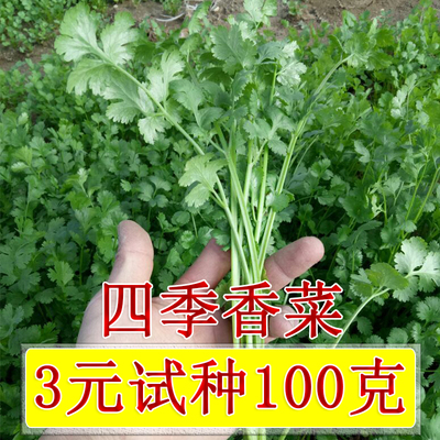 四季播种老香菜种子阳台盆栽大叶香菜庭院菜园香菜籽芫荽蔬菜种子