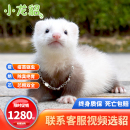 宠物雪貂小龙貂活体貂幼崽宿舍懒人雪貂活体QBOY可爱治愈欢乐陪伴