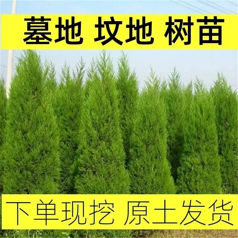 坟前树墓前树坟头树柏树苗宝塔耐寒四季青墓地清明龙柏公墓松柏图片