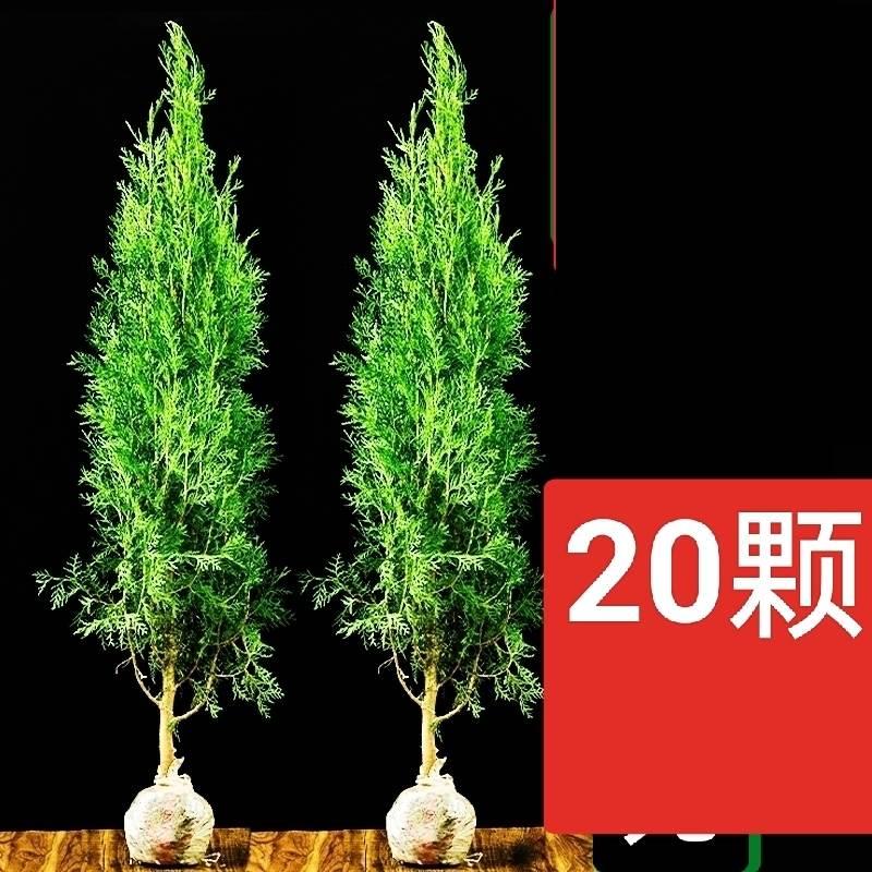 松柏侧柏树苗栽种小植树图片