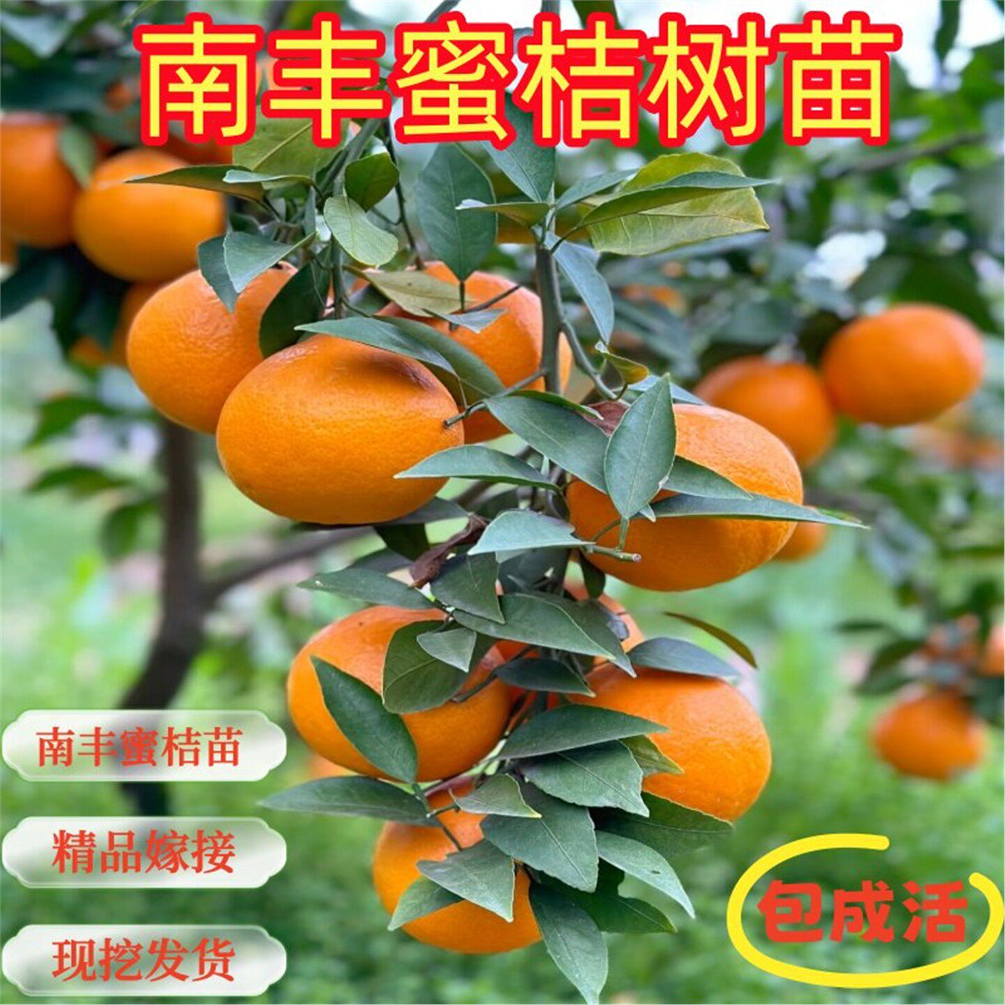 江西南丰苗嫁接桔子树苗贡桔早熟桔子苗早熟橘子树苗盆栽地栽