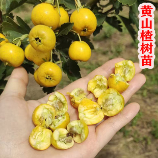 新品种黄果山楂树苗山楂树活苗甜山楂苗树南方北方种植水果树果苗
