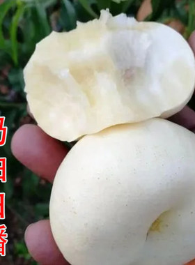 嫁接新品种早熟桃树苗特大奶油白蟠桃树苗南北方种植当年结果树苗