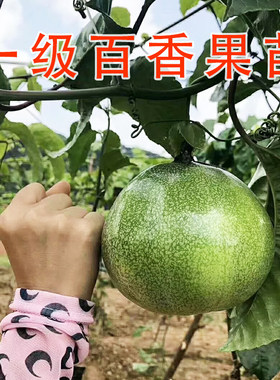 百香果苗爬藤四季结果