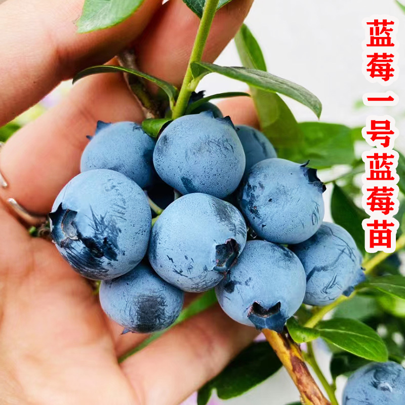 蓝美一号蓝莓苗矮丛蓝莓树果苗