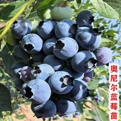 耐寒高产奥尼尔蓝莓苗大果带土