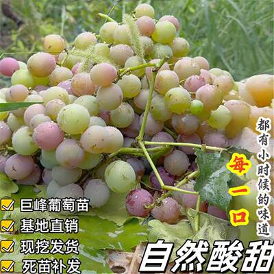 老品种巨峰葡萄苗南北方种植