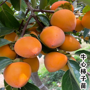 正宗火晶柿子树果苗特大号庭院果树大树脆甜水果柿子苗树当年结果
