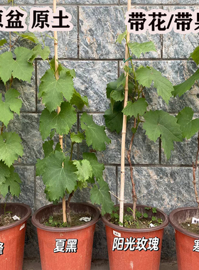 带果原盆原土水晶巨峰寒香蜜娜娜皇后葡萄苗矮化葡萄树苗盆栽果树