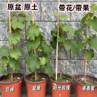 带果原盆原土水晶巨峰寒香蜜娜娜皇后葡萄苗矮化葡萄树苗盆栽果树