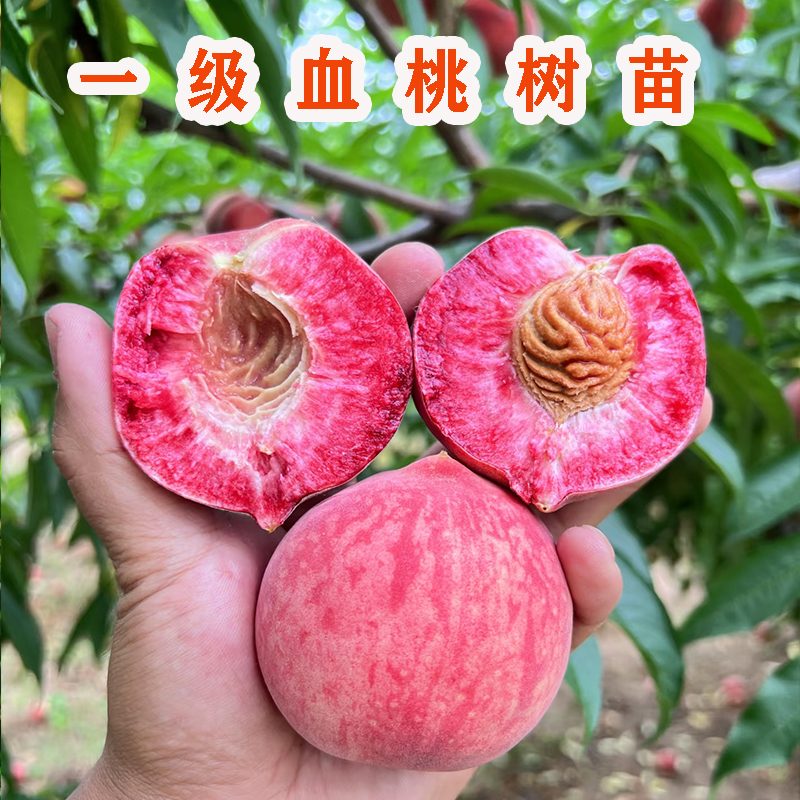 正宗血桃树苗中华血桃桃树果苗