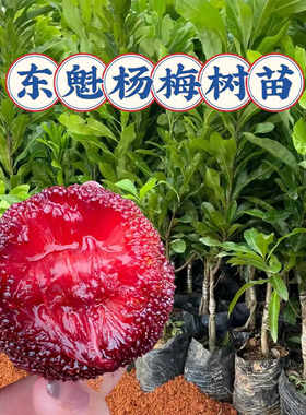 嫁接早熟东魁特大杨梅树苗