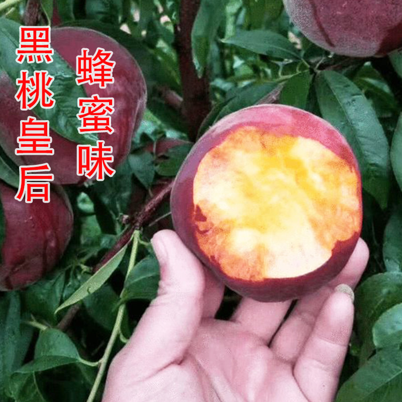 嫁接特甜特大黑桃皇后蜜甜桃南北方庭院地栽盆栽果苗当年结果树苗