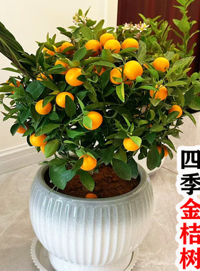 四季金桔盆栽带果可食用招财树苗