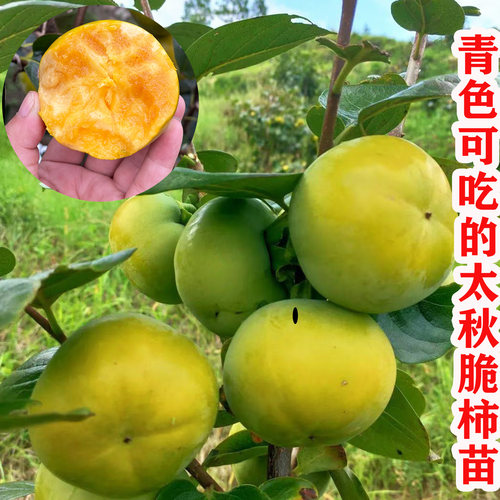 特大脆甜柿子树正宗日本太秋甜柿