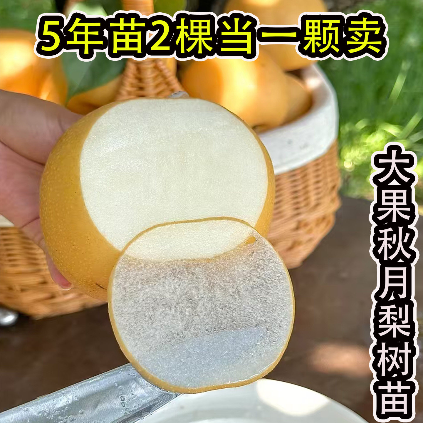 新品种秋月梨皇冠梨树活苗果树香梨雪梨砀山梨苹果梨翠冠梨树果苗