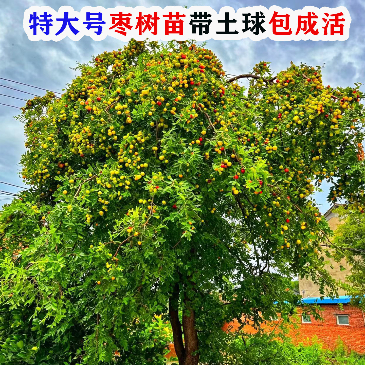 特大枣树带土球枣树活苗庭院枣子果苗南北方种植当年结果冬枣二代